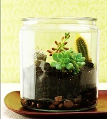 Terrarium