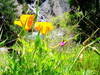 Small_may_days_2012_047