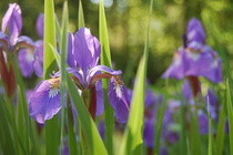 Flower Photography