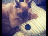 Cat Pillow