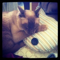 Cat Pillow