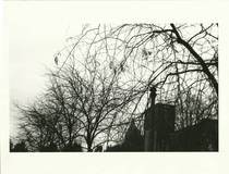 Downtown Trees