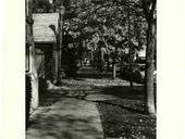 Sidewalk Trees