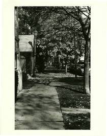 Sidewalk Trees