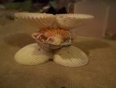 Bunny Shell Statue