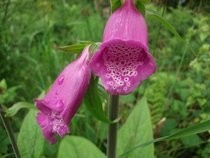 Beautiful Close Up Of A Fox Glove :) 