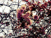 Flower Photography