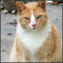 Cat Photography