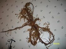 Vine Dragonfly