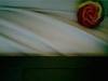 Small_rose