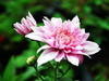 Small_dsc_0901
