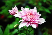 Flowers (Photography)