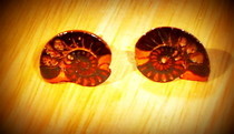 Fossil Earrings