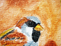Watercoloring Birds