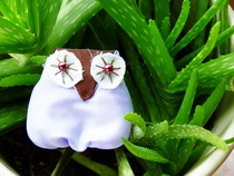 Owls 