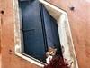 Small_catandwindow0001