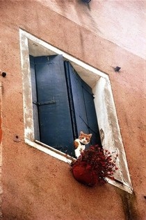 Cat In A Window