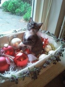 Cute Cat Photography