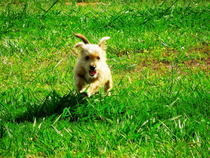 Blissful Play