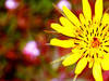 Small_nature
