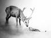 Small_otter_and_stag