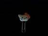 Small_100_5446