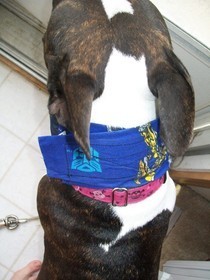 Cool Collar For Your Doggy :)