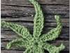 Small_weed_leaf_4180