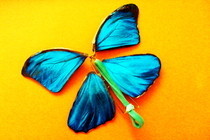 Wind Up Paper Butterfly
