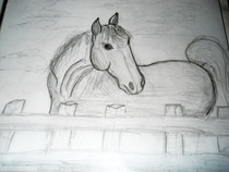 My Horse Drawings :D