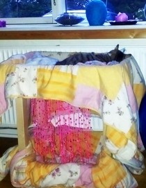 Reclaimed Suitcase & Chair Cat Bunkbed