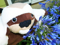 Appa Pillow Pet
