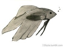 Betta Fish Drawing