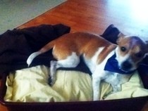 Dog Bed <3