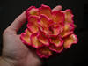 Small_dsc_0875