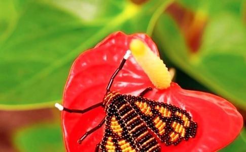 Orange Spotted Tiger Moth