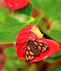 Orange Spotted Tiger Moth