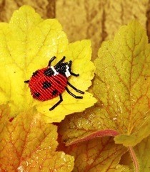 Seven Spotted Ladybug