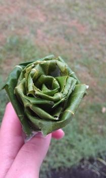 Roses