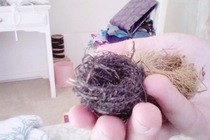 Tiny Bird Nests