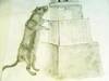 Small_rat