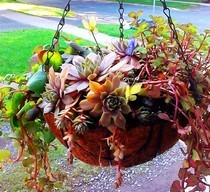 A Hanging Plant Butterflies Will Love!