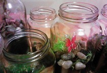 Moss Terrarium