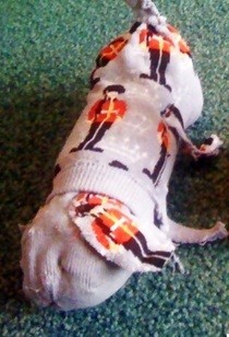 Corky The Dog
