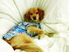 Small_dsc01842