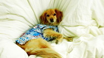 Doggy Kimono