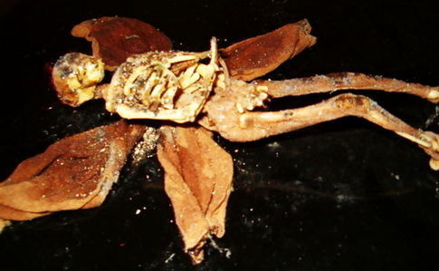 Dead Fairy