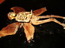 Dead Fairy