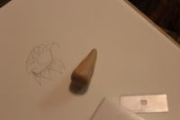 Step 6