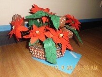 Poinsettias